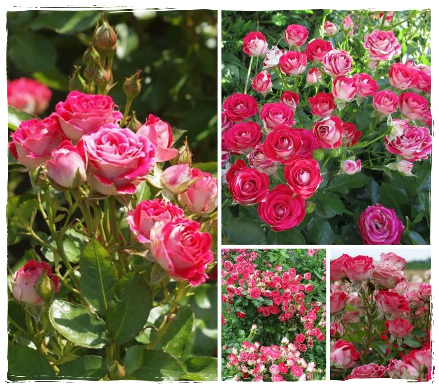 Schone Koblenzerin róże rabatowe